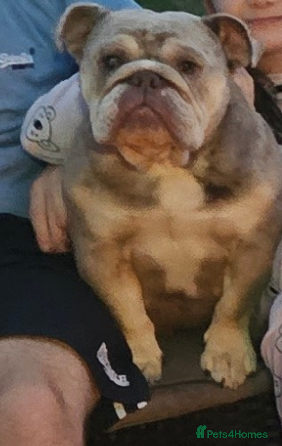 English Bulldog dogs for sale: Fawn Merle English Bulldog Female  - Image 4