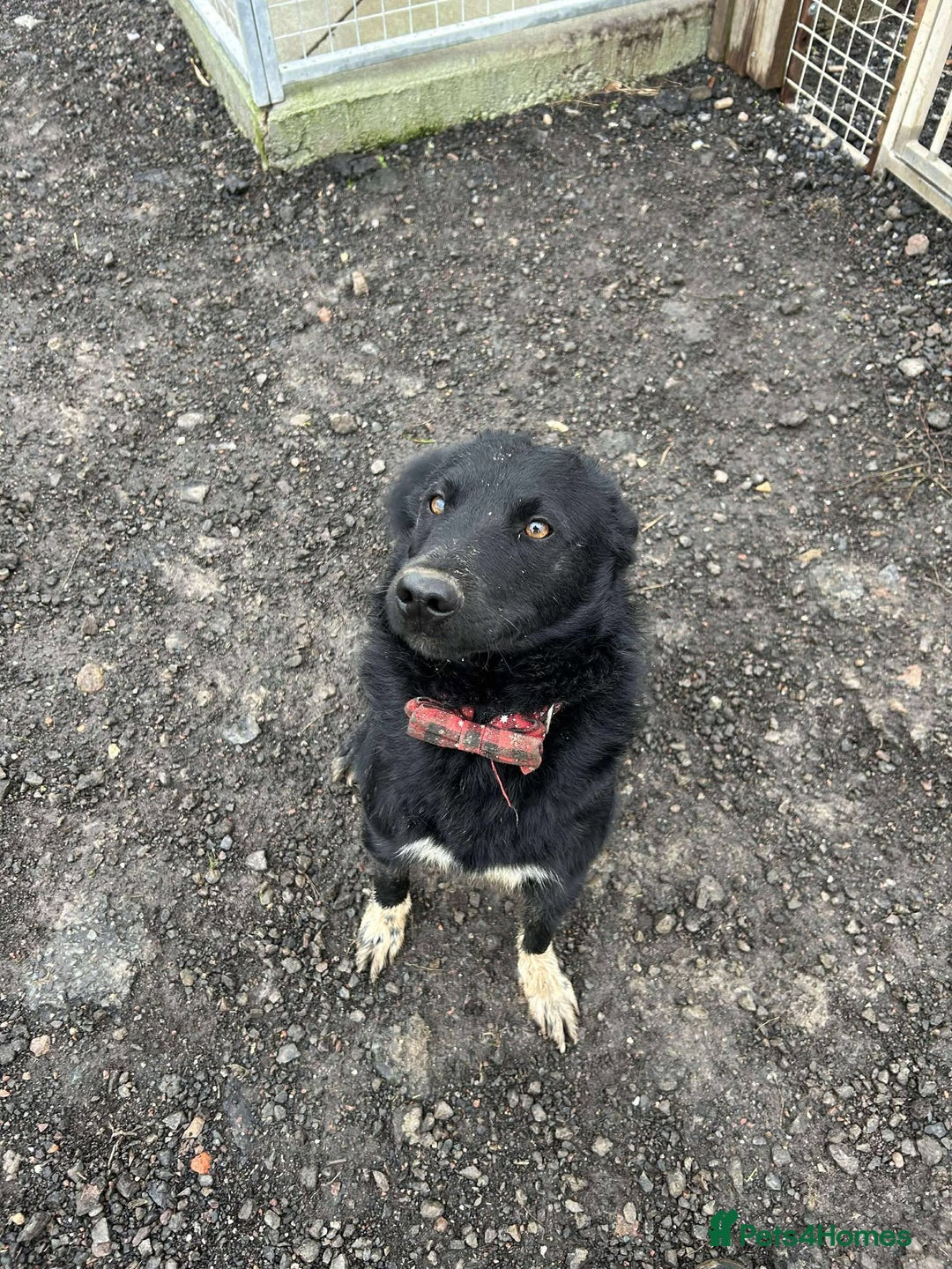 Mixed Breed dogs for adoption: BEAR  - Advert 3