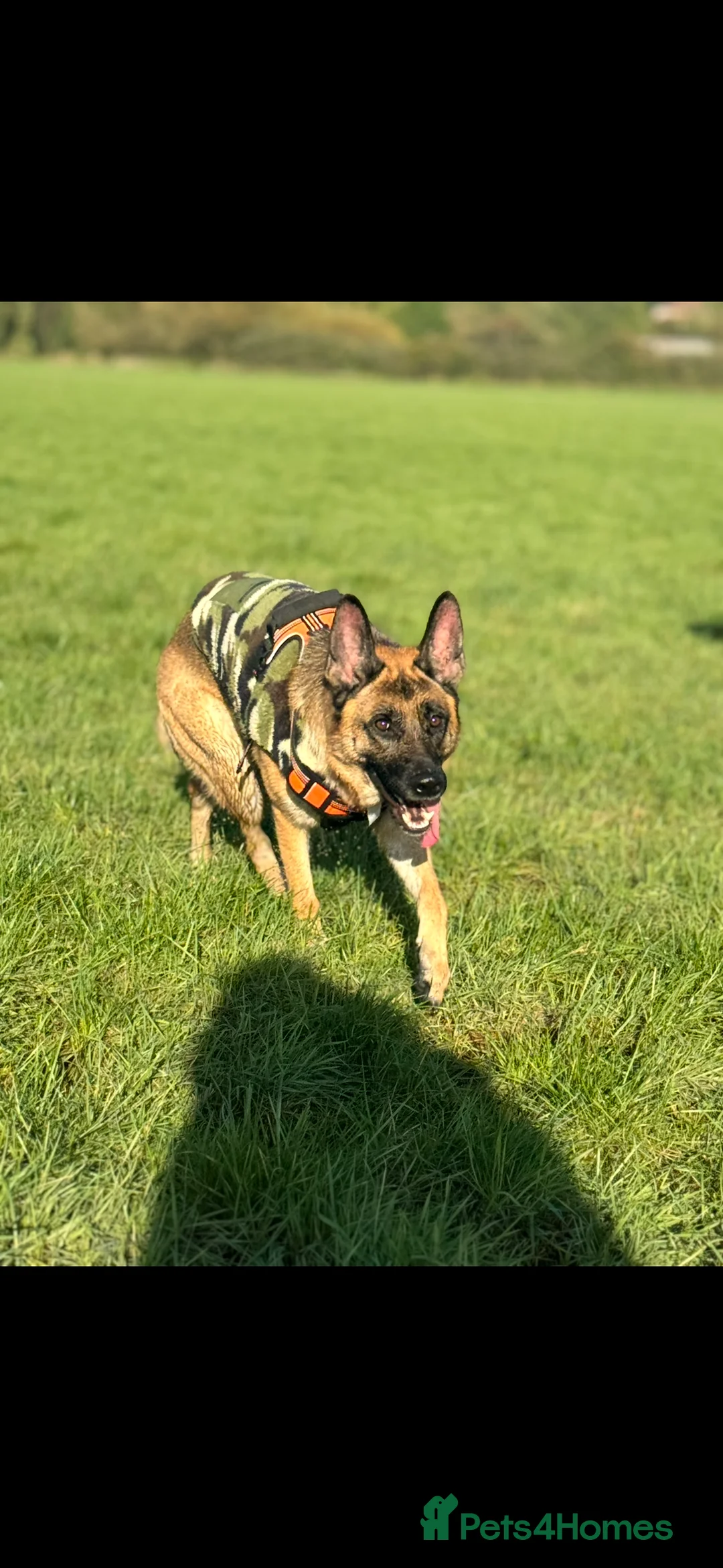 German Shepherd dogs for sale: Lula kc registered German shepherd  - Advert 3