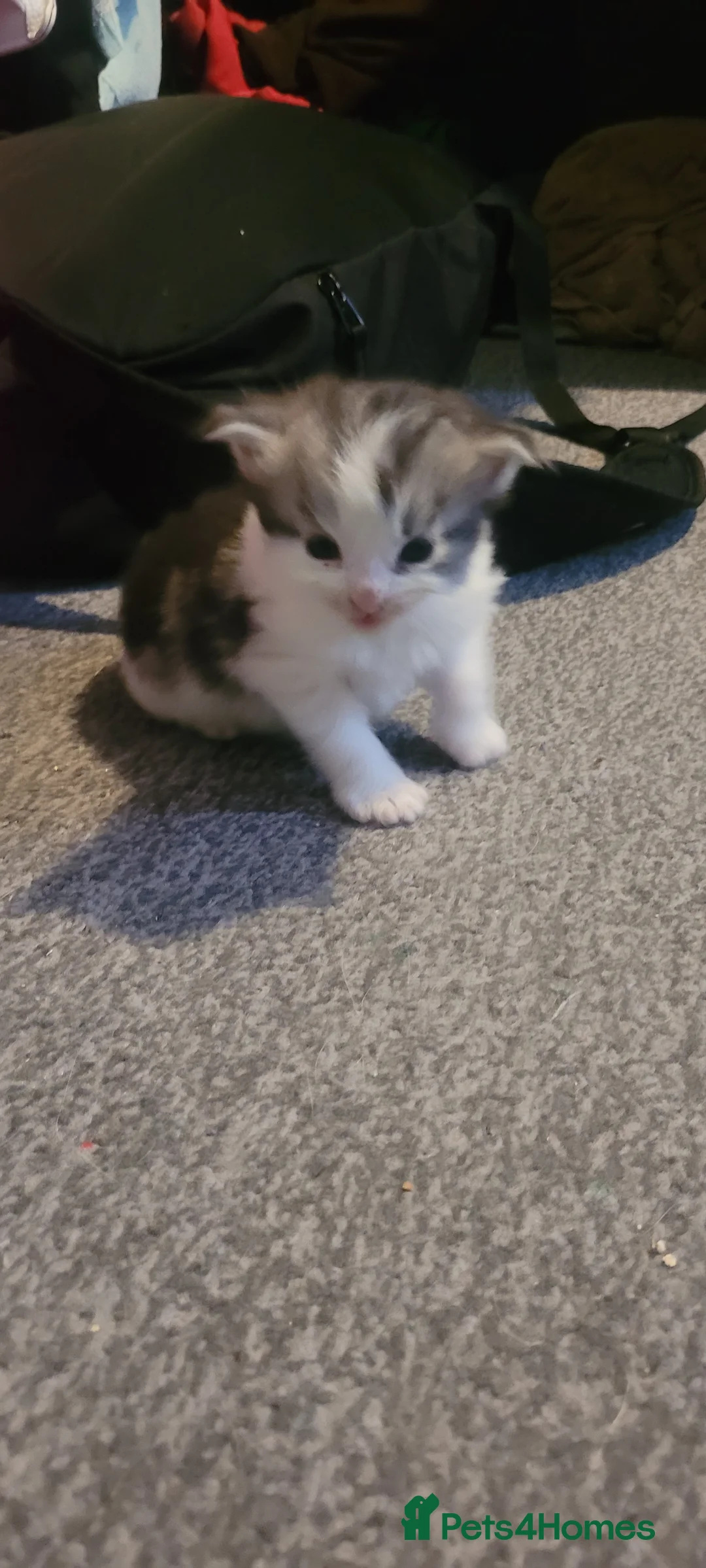 Mixed Breed cats for sale: Beautiful mixed breed kittens  in Luton - Advert 5