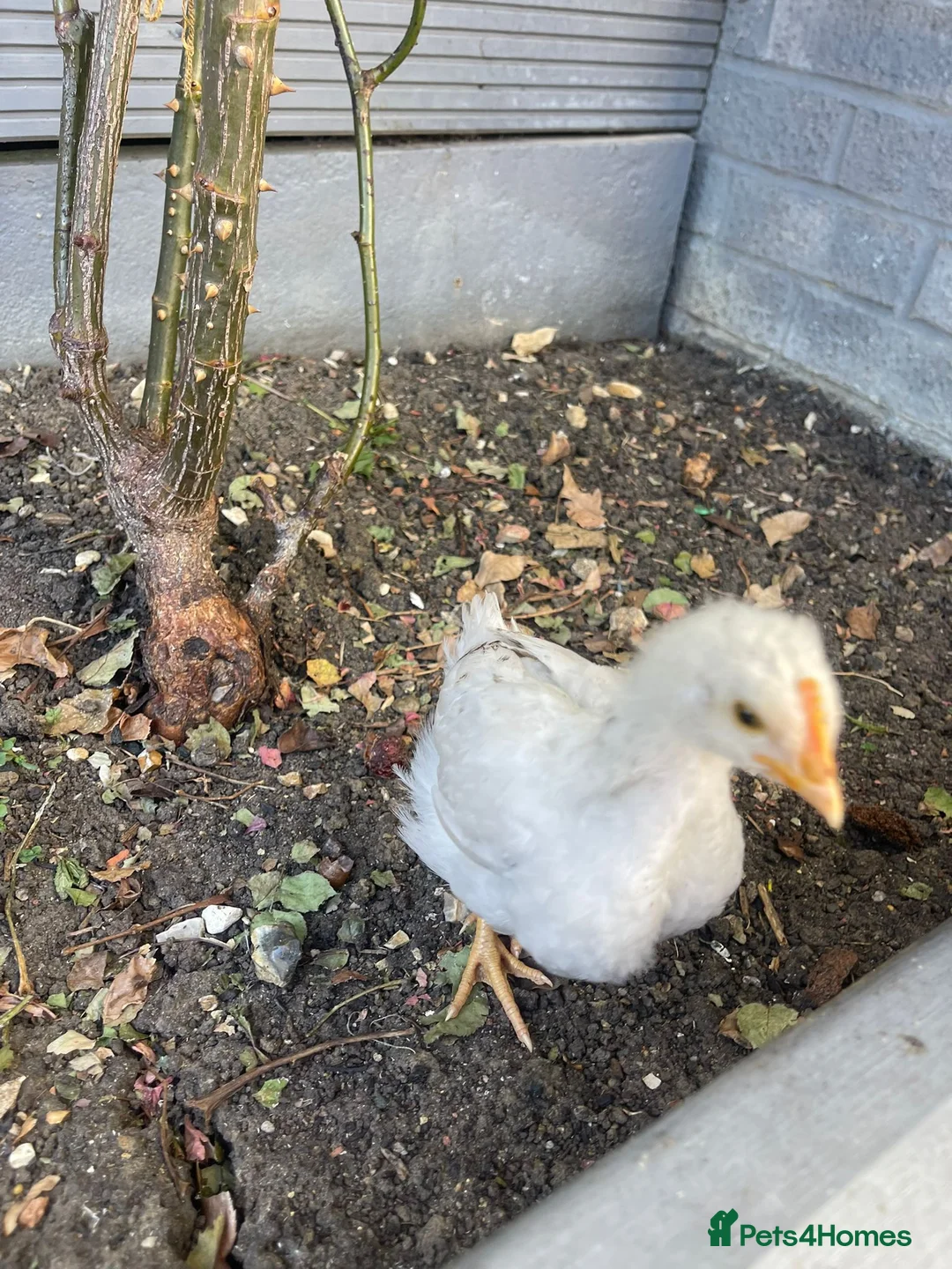 Mixed Breed birds for sale:     2 Healthy Baby Chicks for Sale  in Bedford - Advert 3