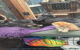 Maine Coon cats for sale: Maine coon  - Image 20