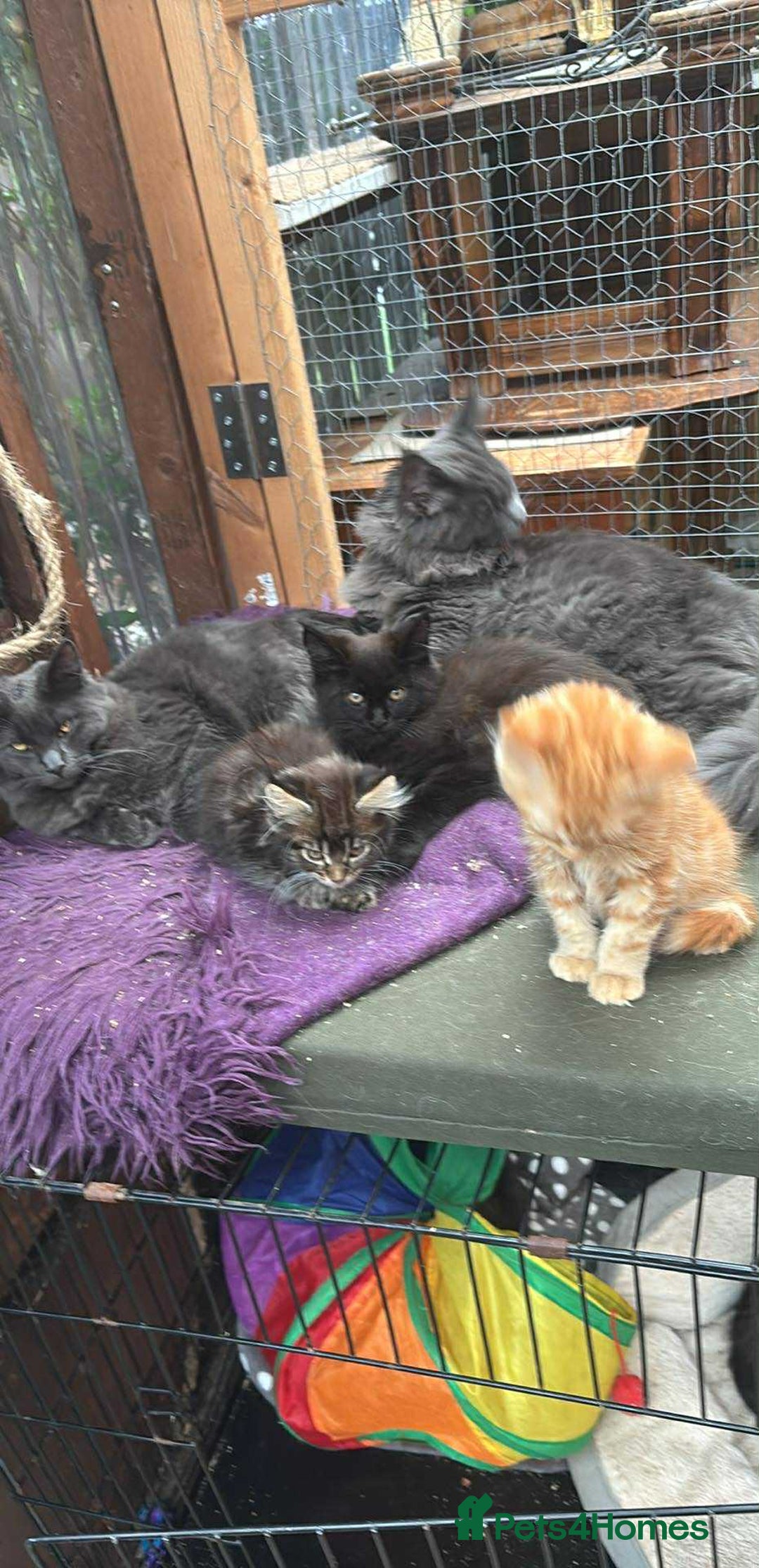 Maine Coon cats for sale: Maine coon  - Image 20