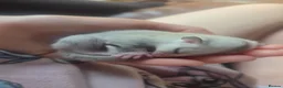 Sugar Glider rodents for sale: Sugar glider twins - Advert 1