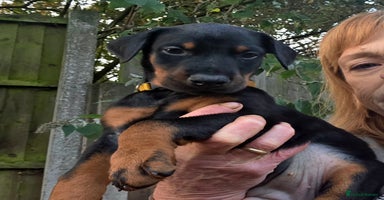 Dobermann dogs - Advert 1