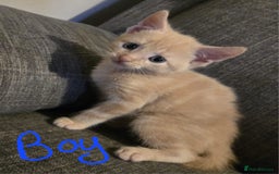 Domestic Shorthair cats for sale: Kittens  - Image 9
