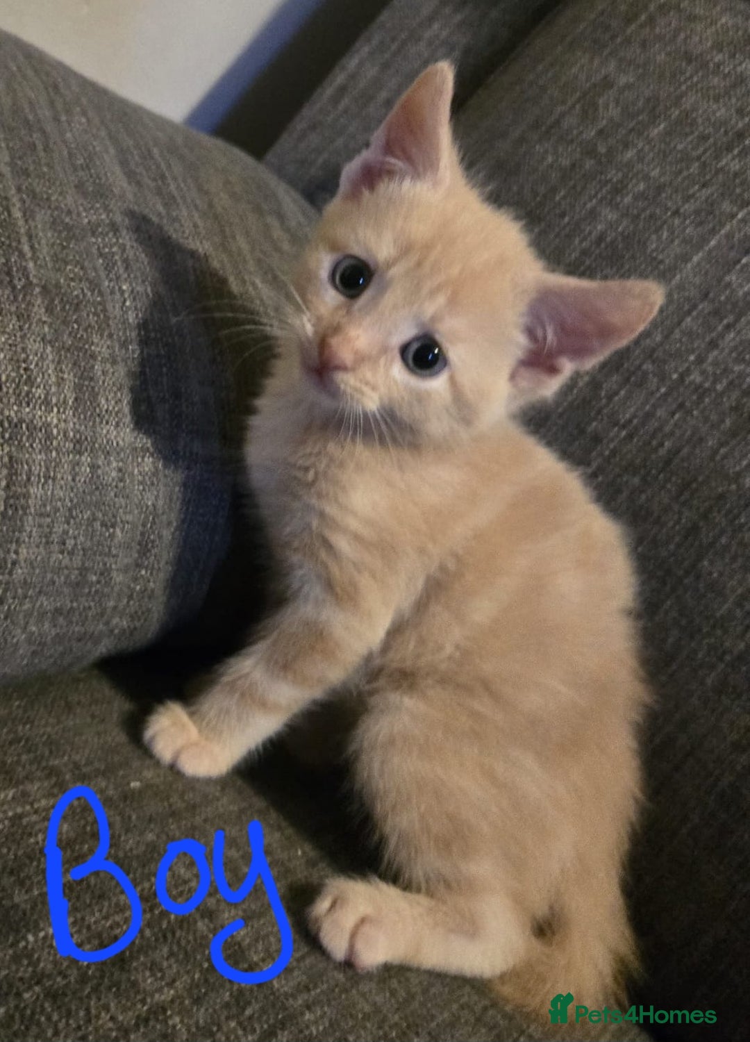 Domestic Shorthair cats for sale: Kittens  - Image 9