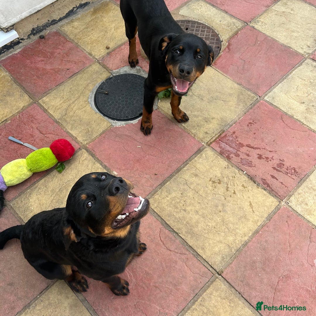 Rottweiler dogs for sale: Rottweiler  - Image 3