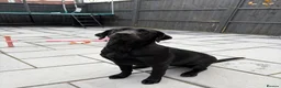 Labrador Retriever dogs for sale: Black Lab Female (7 months) - Advert 5
