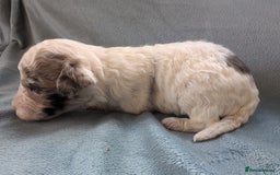 Miniature Poodle dogs for sale: Stunning Miniature poodles parti/merle - Image 16