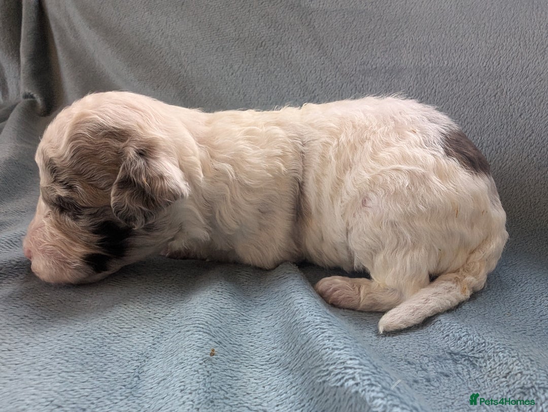 Miniature Poodle dogs for sale: Stunning Miniature poodles parti/merle - Image 16