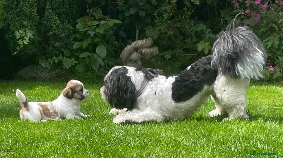 Lhasa Apso dogs for stud: Proven KC Registered Lhasa Apso Stud Toby in York - Advert 1