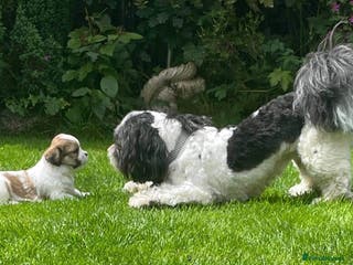 Lhasa Apso dogs Proven KC Registered Lhasa Apso Stud Toby in York - Advert 5