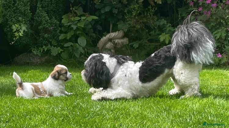 Lhasa Apso dogs Proven KC Registered Lhasa Apso Stud Toby in York - Advert 1