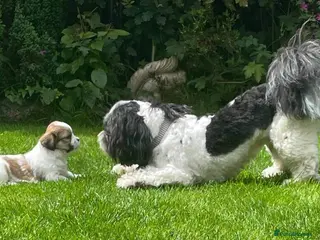 Lhasa Apso dogs Proven KC Registered Lhasa Apso Stud Toby in York - Advert 1