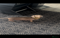 Miniature Dachshund dogs for sale: 5 Isabella & tan miniature dachshunds 🏡 - Advert 4