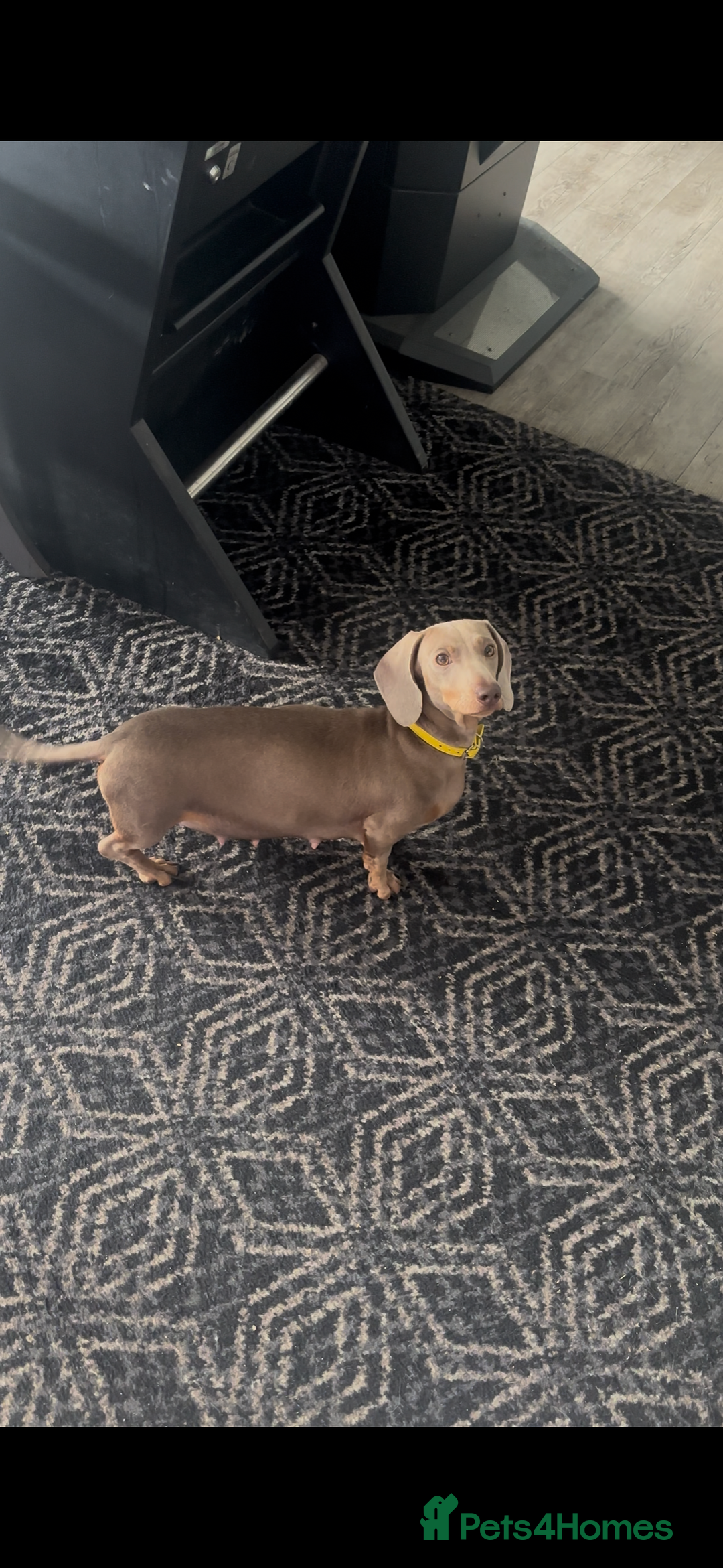 Miniature Dachshund dogs for sale: 5 Isabella & tan miniature dachshunds 🏡 - Advert 4