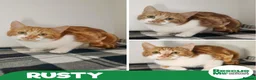 Mixed Breed cats for adoption: Rusty in Liverpool - Advert 1