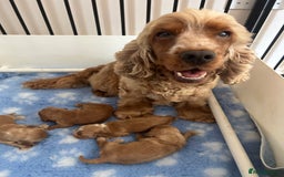 Cocker Spaniel dogs for sale: Show type cocker  spaniel “ Villaspaniol  ” kC reg - Image 10