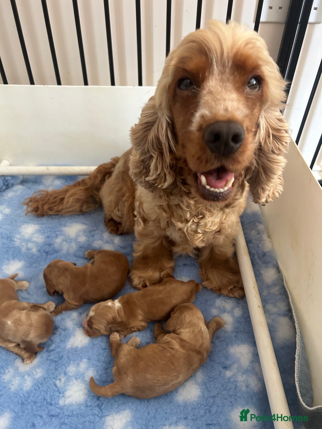 Cocker Spaniel dogs for sale: Show type cocker  spaniel “ Villaspaniol  ” kC reg - Image 10