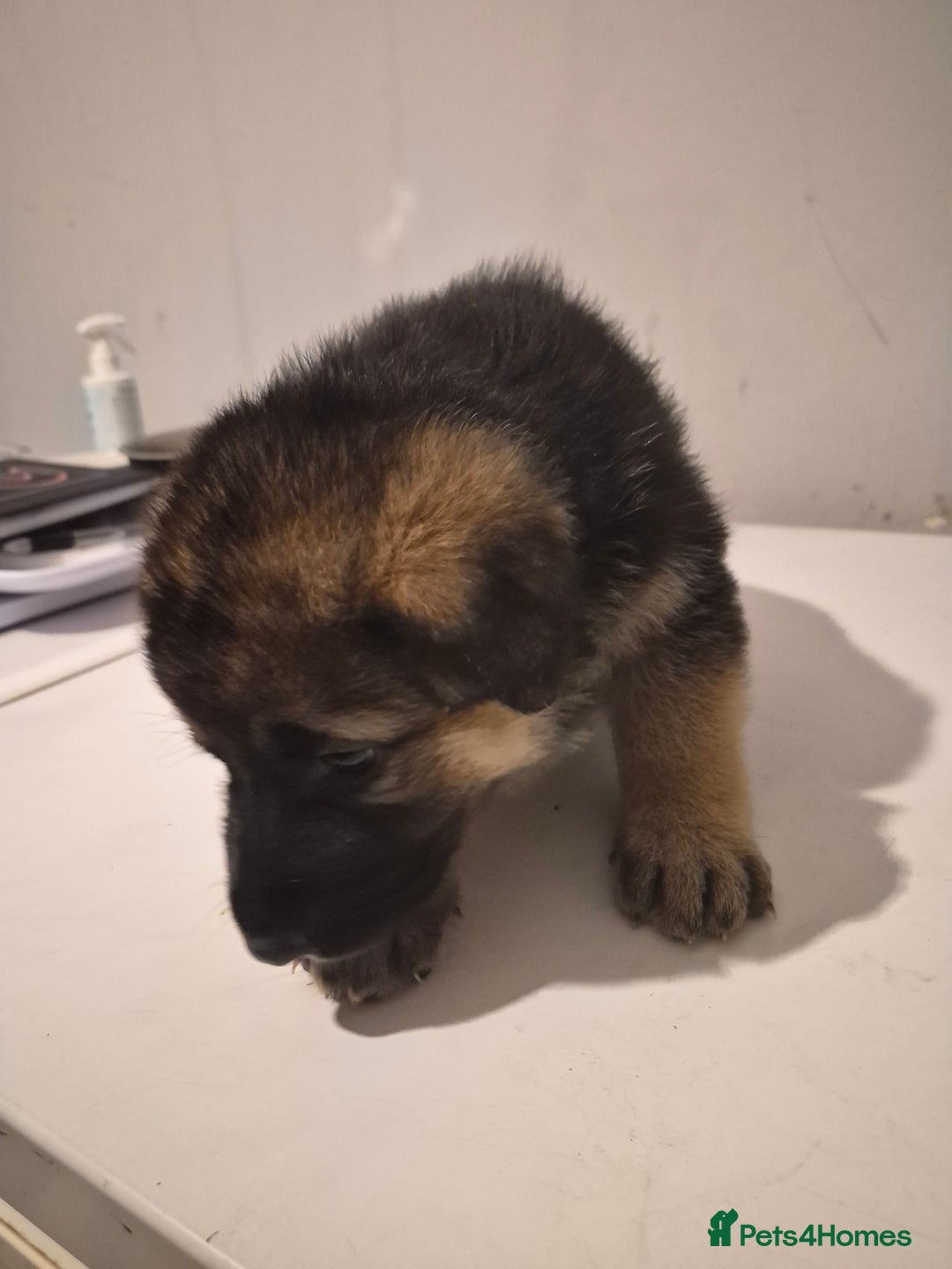 German Shepherd dogs for sale: 8 beautiful GSD puppies for sale  - Advert 17
