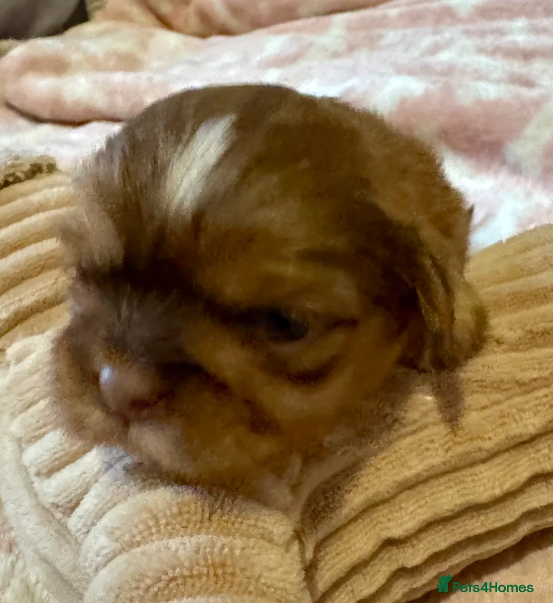 Shih Tzu dogs for sale: Chocolate Shihtzu puppies  - Advert 7
