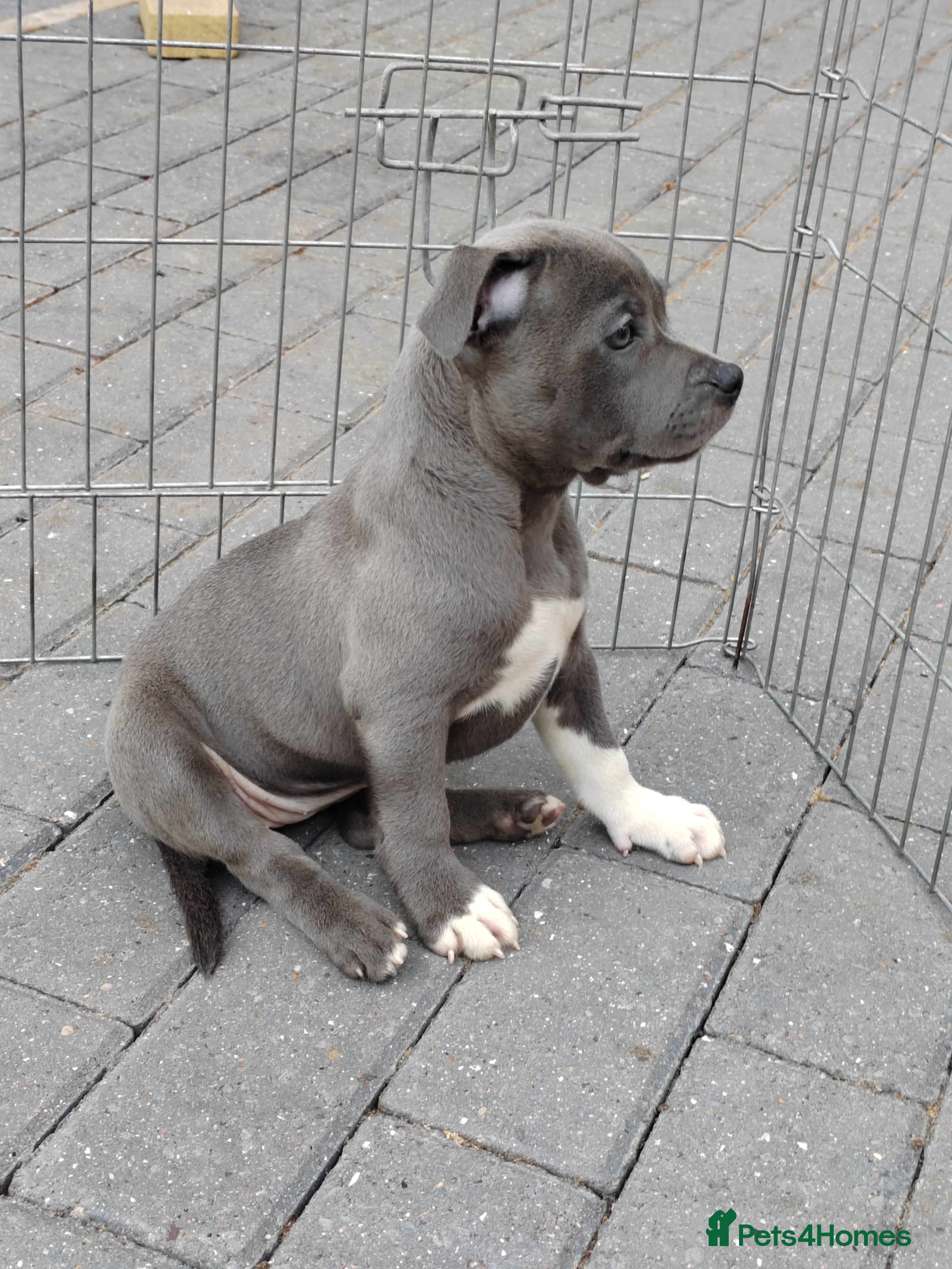 Staffordshire Bull Terrier dogs Last Girl Left! Blue Staffordshire Bull Terrier - Advert 2