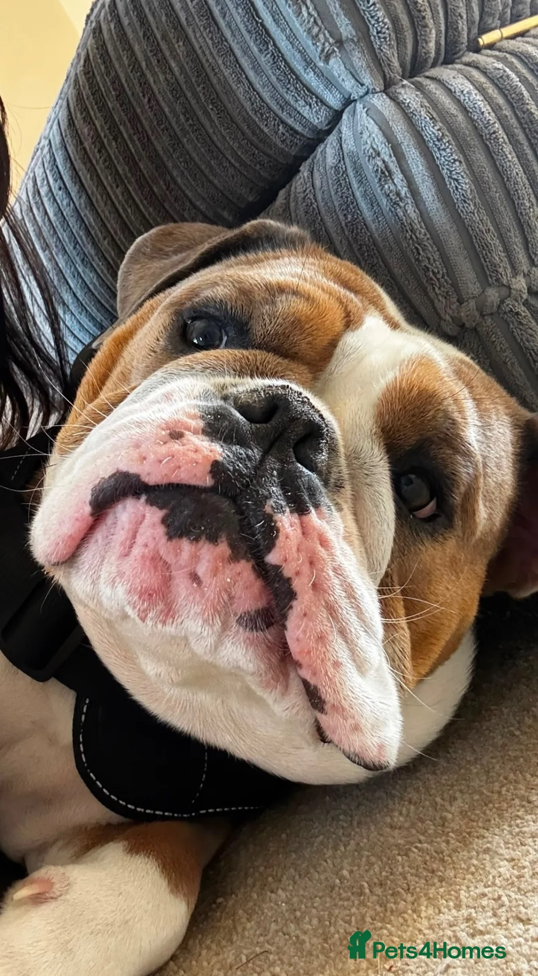Mixed Breed dogs for sale: 1 Year Old Winnie, Olde English Bullsog - Advert 2