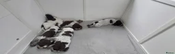 Sprocker dogs for sale: Sprocker Spaniels in Stockport - Advert 10