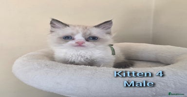 Ragdoll cats - Advert 3