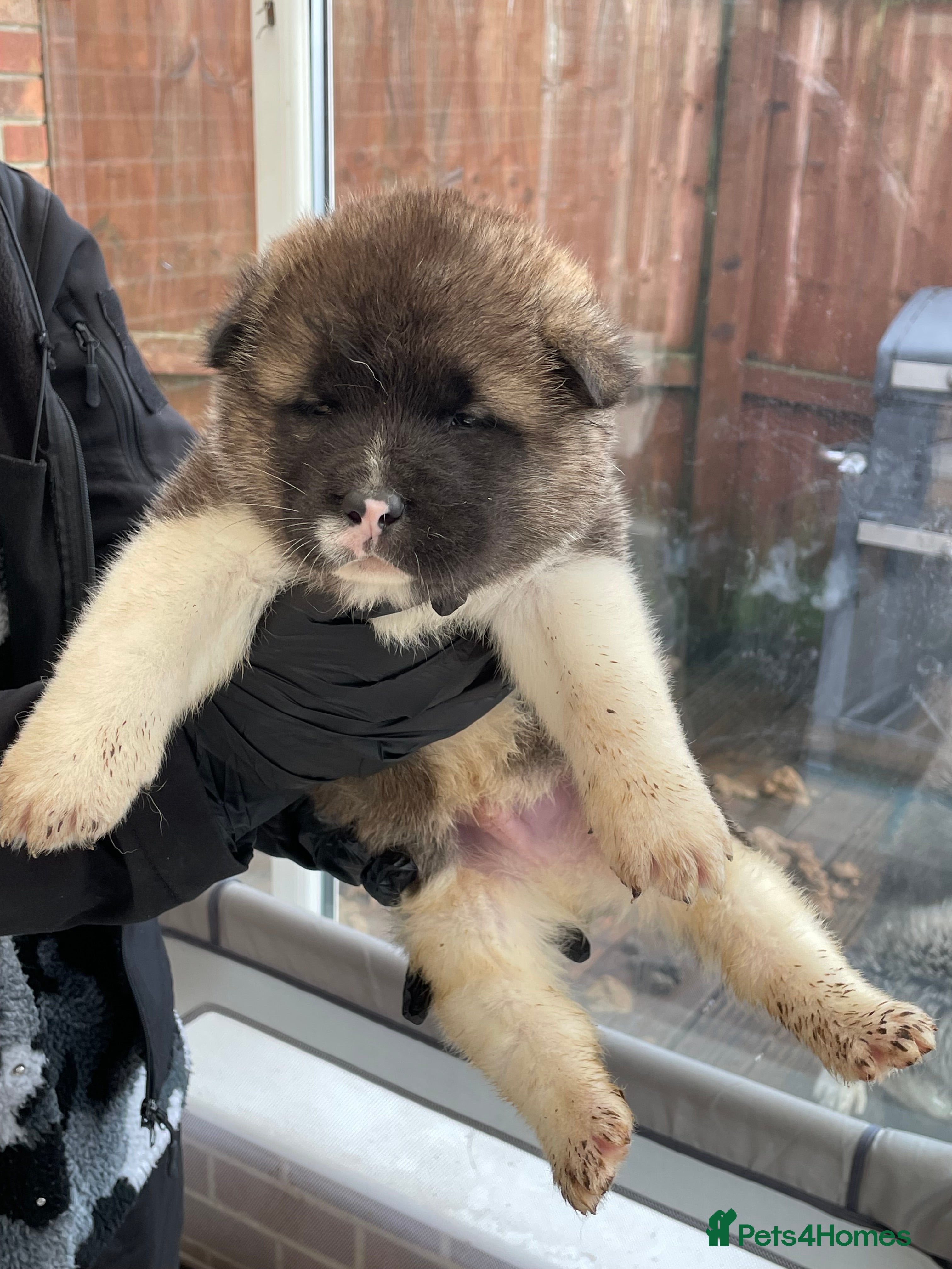 Akita dogs AMERICAN AKITA PUPPIES FOR SALE - Advert 3