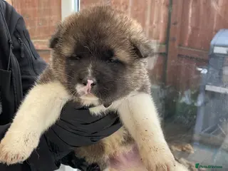 Akita dogs AMERICAN AKITA PUPPIES FOR SALE - Advert 3