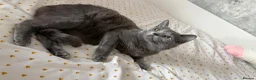 Ragdoll cats for sale: 1 female Ragdoll x Russian blue kitten - Advert 7