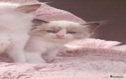 Ragdoll cats for sale: ***Ready Now Ragdoll Boys Ready For New Homes. - Image 23