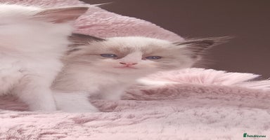 Ragdoll cats - Advert 11