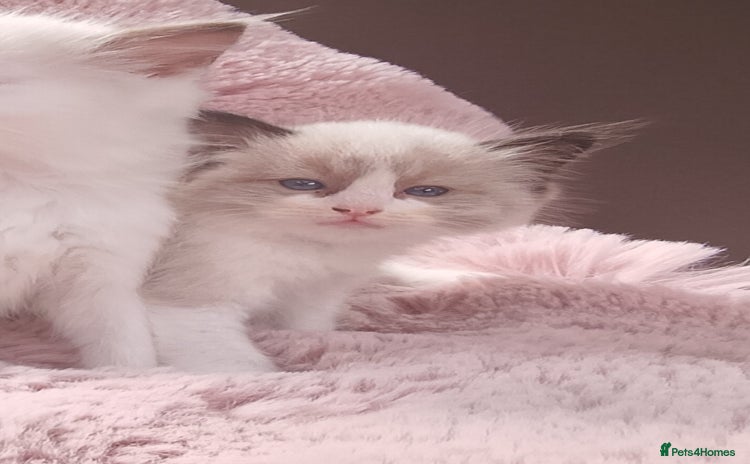 Ragdoll cats - Advert 1