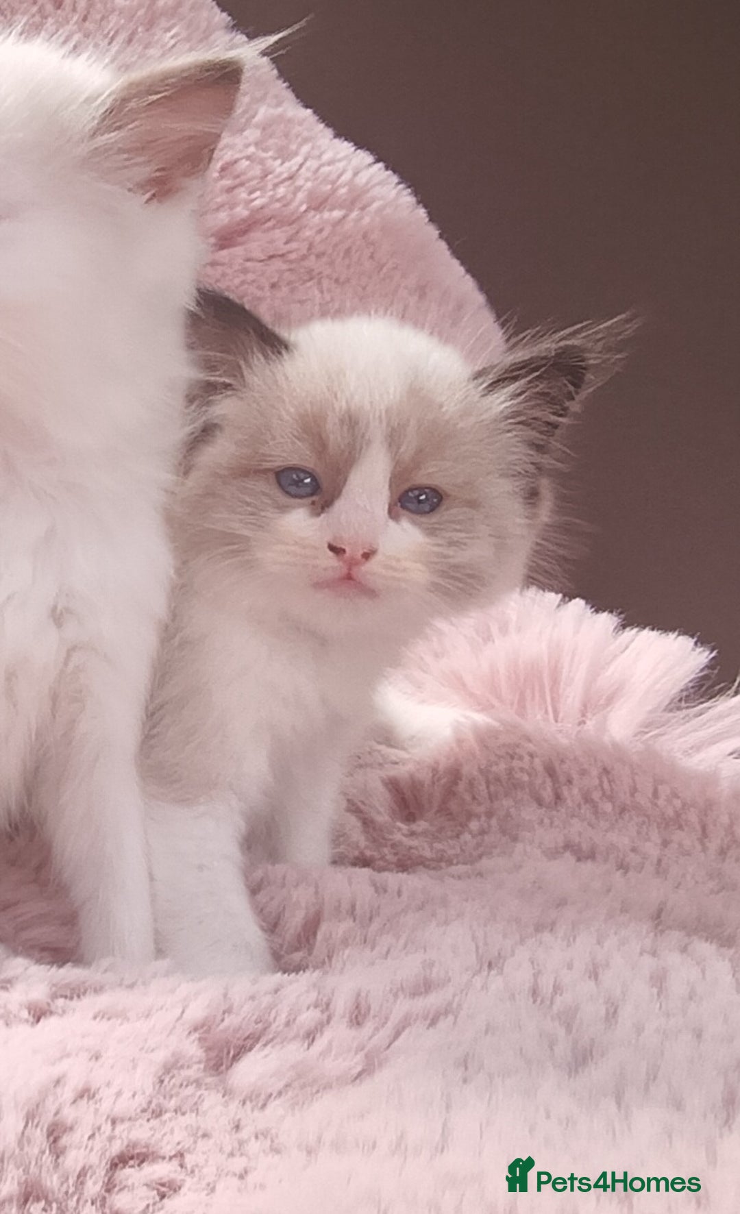 Ragdoll cats for sale: ***Ready Now Ragdoll Boys Ready For New Homes. - Image 23