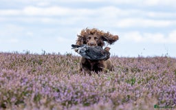 Cocker Spaniel dogs for stud: Working cocker spaniel for stud in Bedale - Image 14
