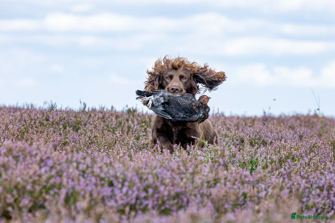 Cocker Spaniel dogs for stud: Working cocker spaniel for stud in Bedale - Advert 14