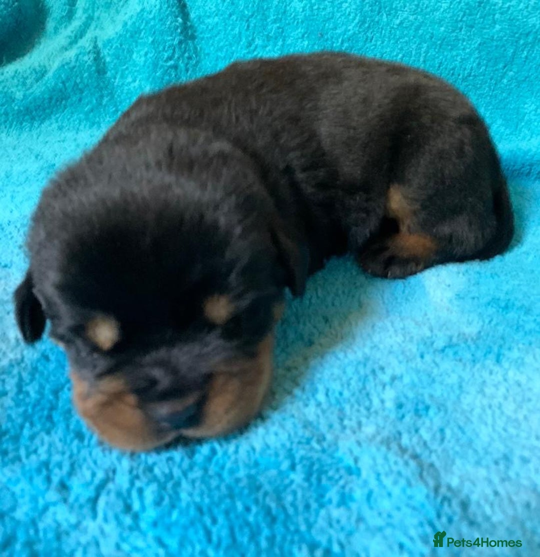 Rottweiler dogs for sale: Proper big old fashioned Rottie  pups ready now  - Advert 34