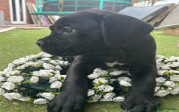 Cane Corso dogs for sale:  Reg - UKBKC Cane Corsos loyal family guardians  - Image 11