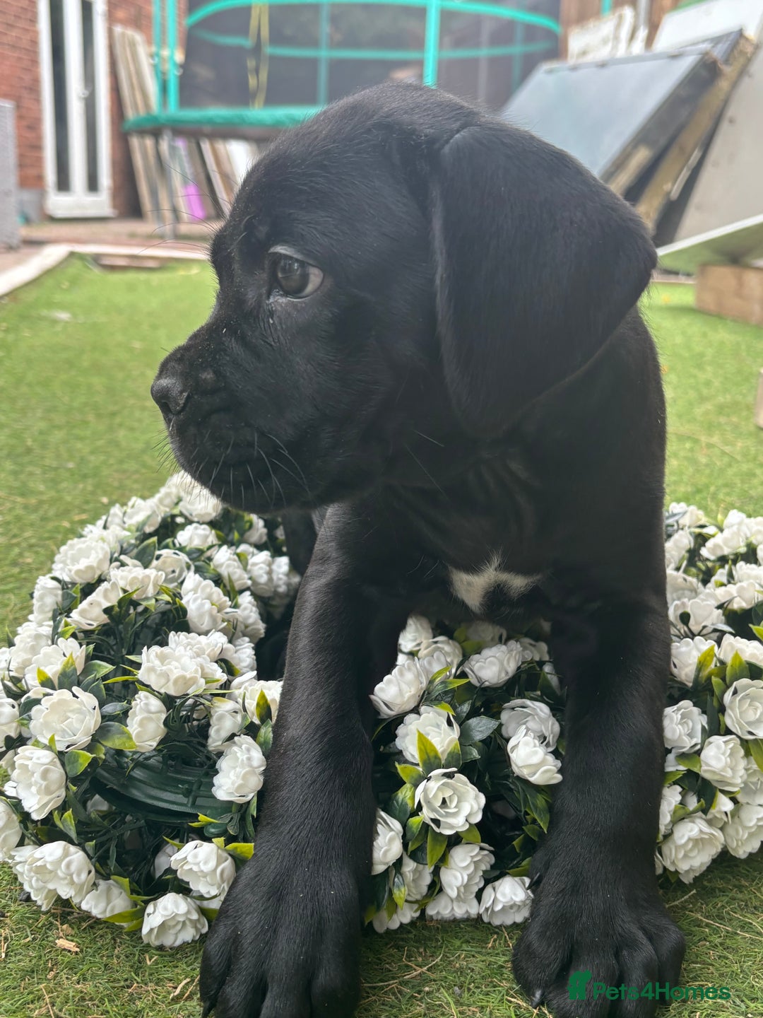 Cane Corso dogs for sale:  Reg - UKBKC Cane Corsos loyal family guardians  - Image 11