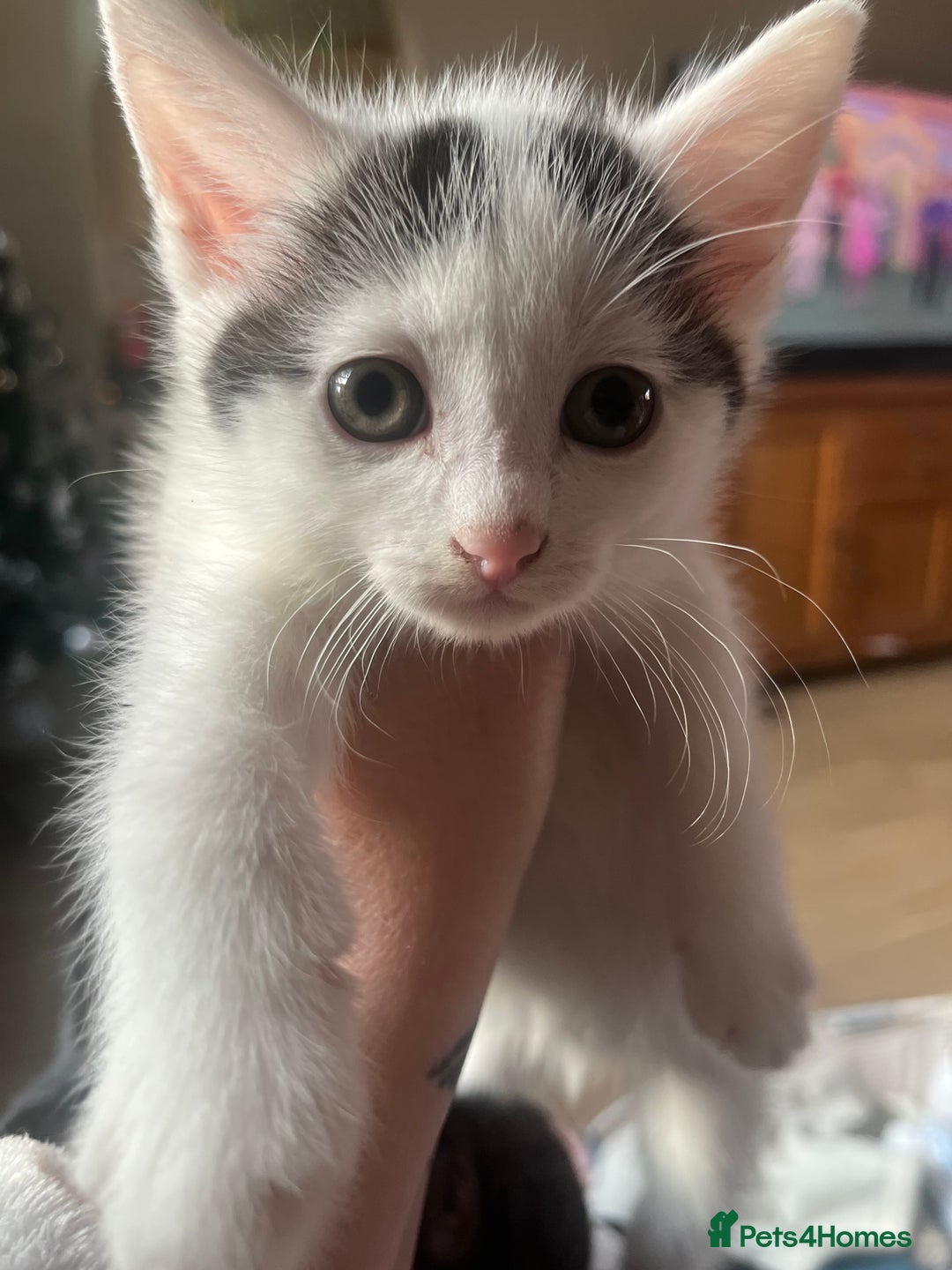 British Shorthair cats for sale: 3 beautiful kittens ready now  - Advert 4