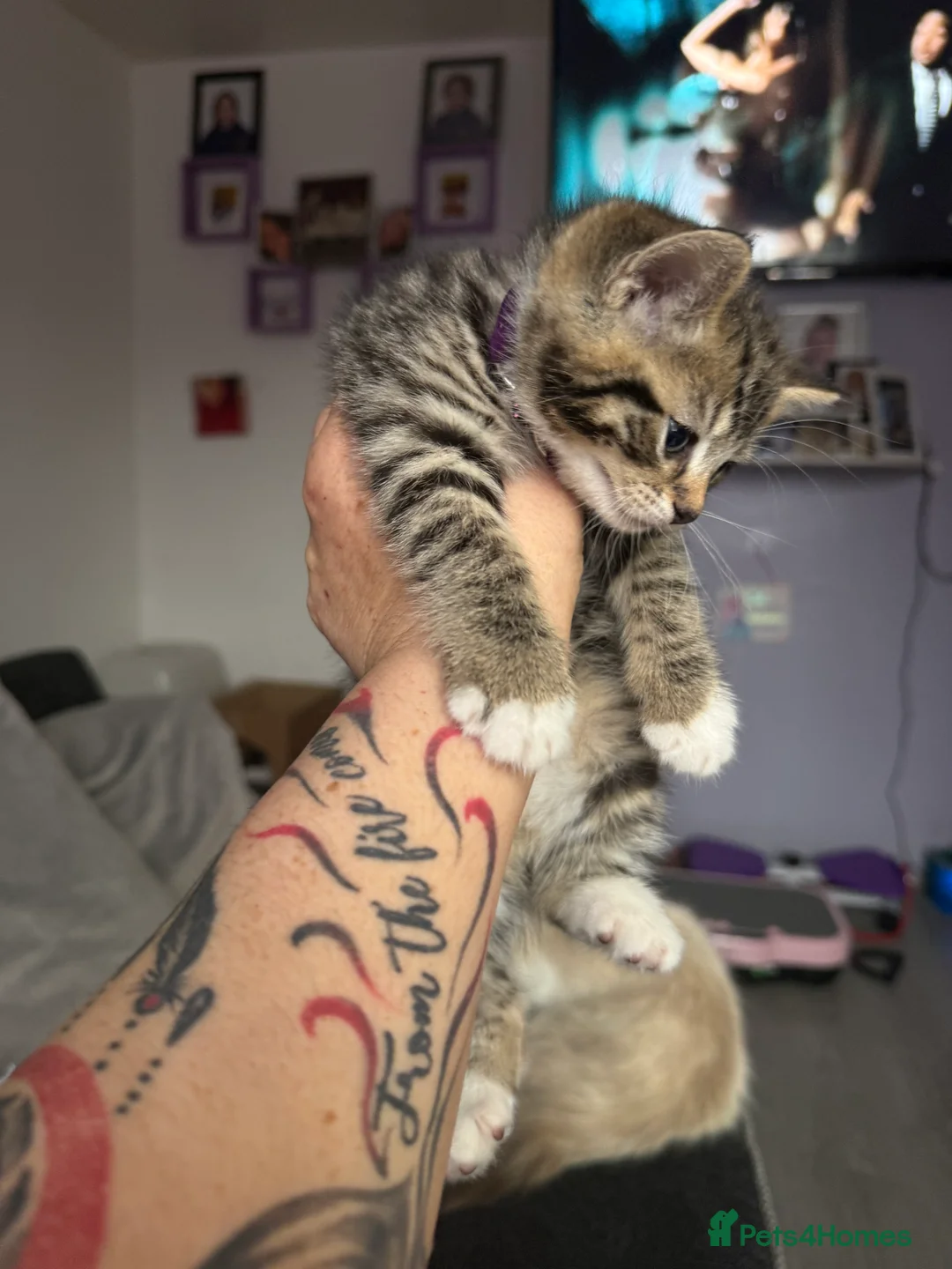 British Shorthair cats for sale: UNIQUE BRITISH SHORT HAIRS  - Advert 11