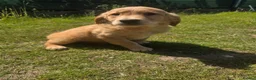 Golden Retriever dogs for sale: 🐶 Beautiful dark working golden retriever pups 🐶 - Advert 3