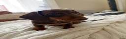 Miniature Dachshund dogs for sale: ONLY 2 LEFT!! KC Miniature Dachshund Puppies - Advert 14