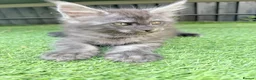 Maine Coon cats for sale: Beautiful Maine Coon Ready for Their Forever Homes - Advert 13
