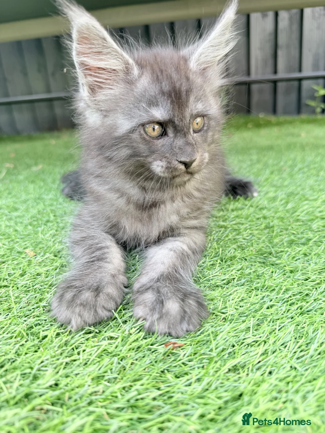 Maine Coon cats for sale: Beautiful Maine Coon Ready for Their Forever Homes - Advert 13
