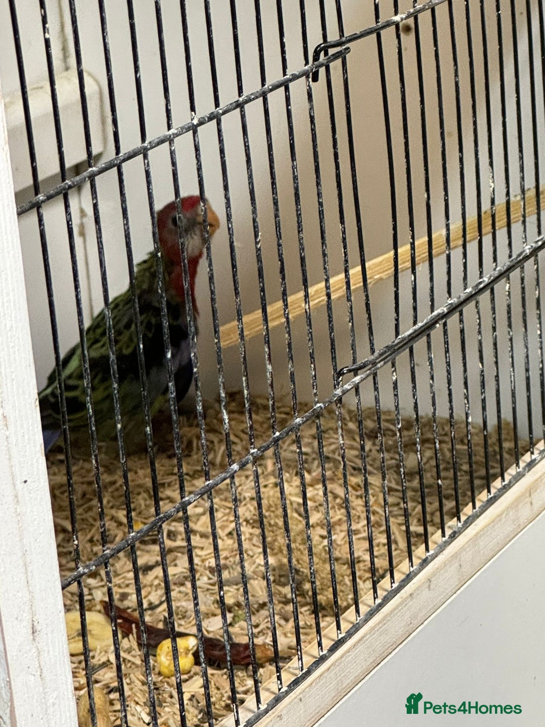 Parakeets birds for sale: Golden mantle rosella’s  - Advert 9