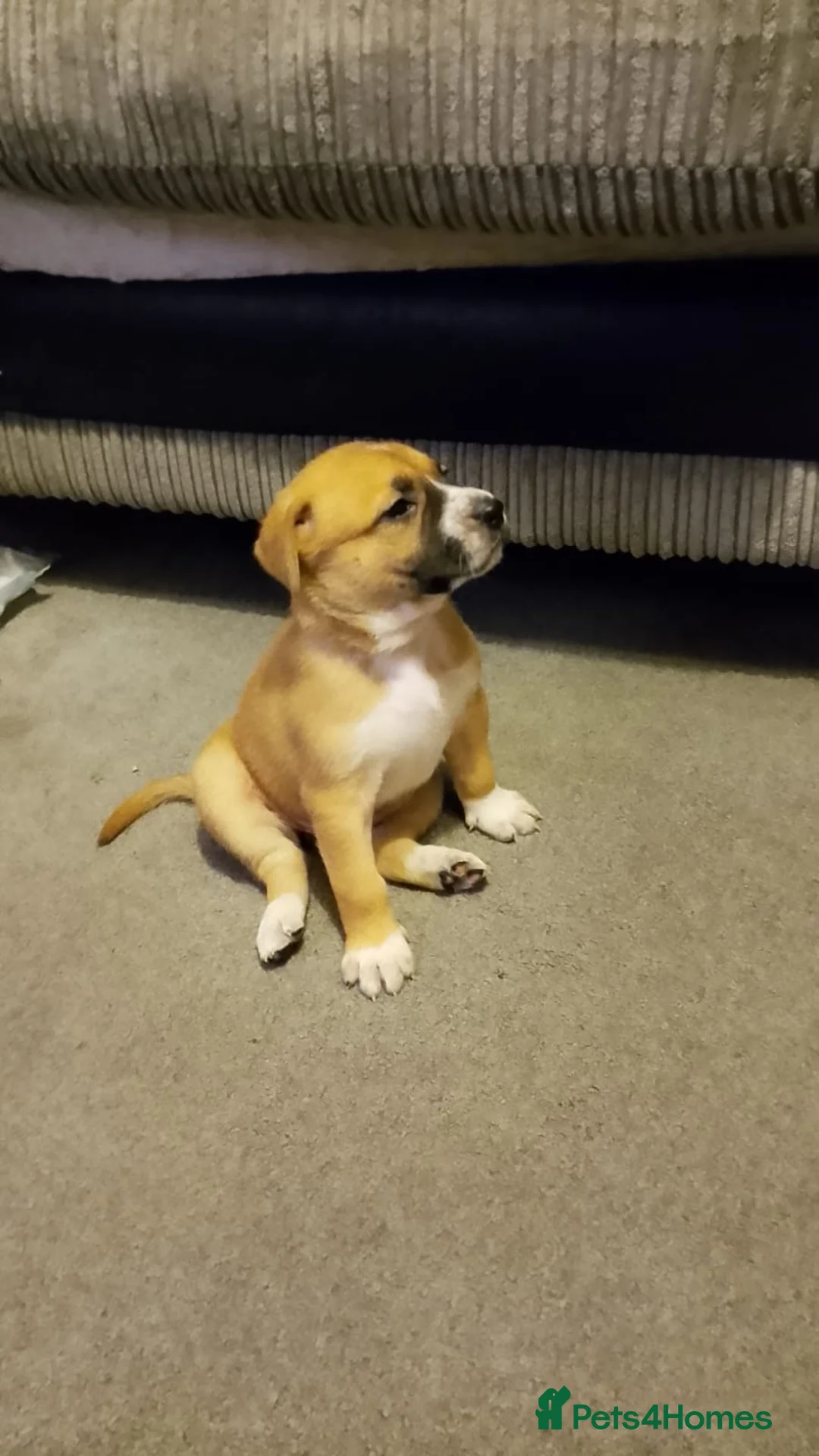 Mixed Breed dogs for sale: Boxer shepherd for sale  - Advert 6